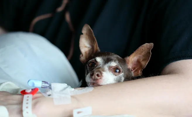 Dog Pooping Blood: How to Handle A Dog Bloody Stool | Petfolk