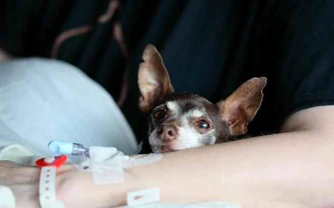 Dog Pooping Blood: How to Handle A Dog Bloody Stool | Petfolk