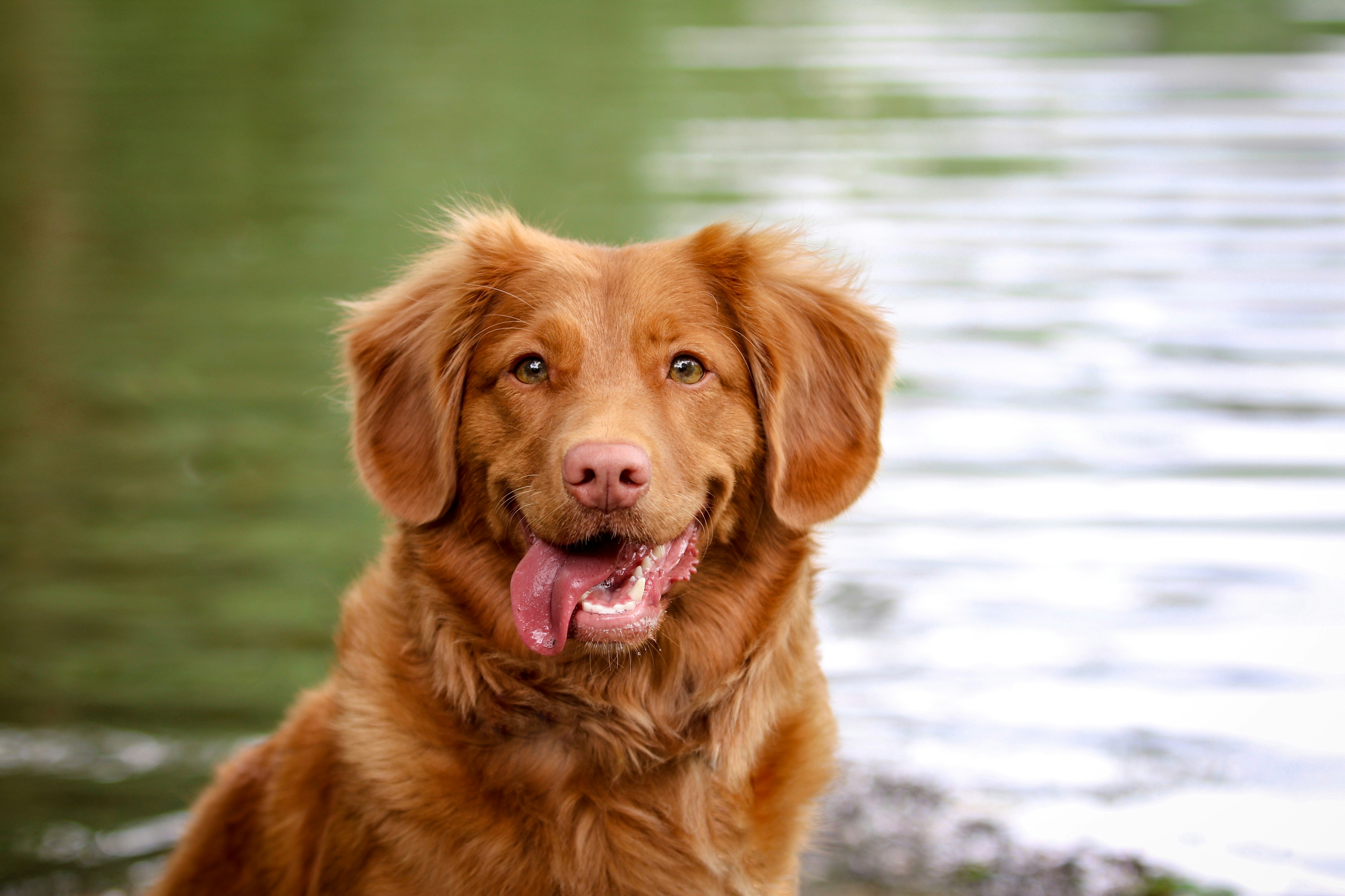 Understanding Dog Tooth Decay Stages