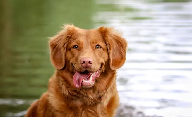 Understanding Dog Tooth Decay Stages