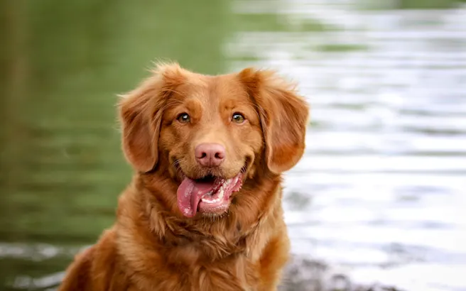 Understanding Dog Tooth Decay Stages
