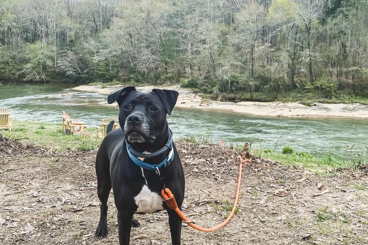 Things to Do in Holly Springs with Your Dog