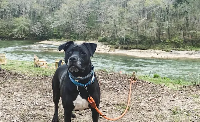 Things to Do in Holly Springs with Your Dog