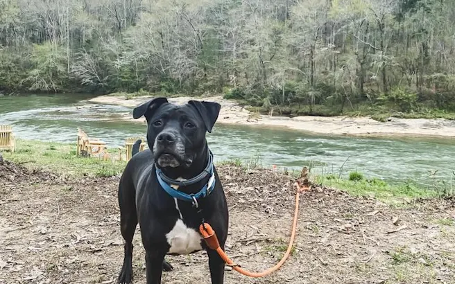 Things to Do in Holly Springs with Your Dog