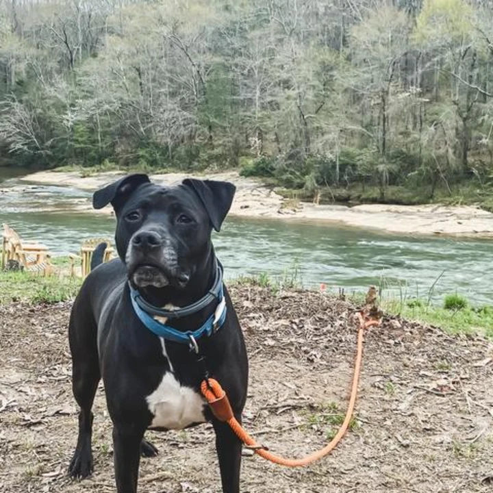 Things to Do in Holly Springs with Your Dog