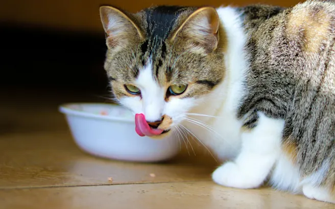 Why is My Cat Throwing Up White Foam? | Petfolk
