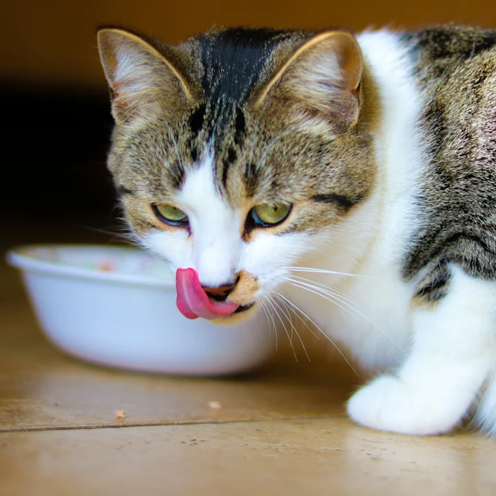 Why is My Cat Throwing Up White Foam? | Petfolk
