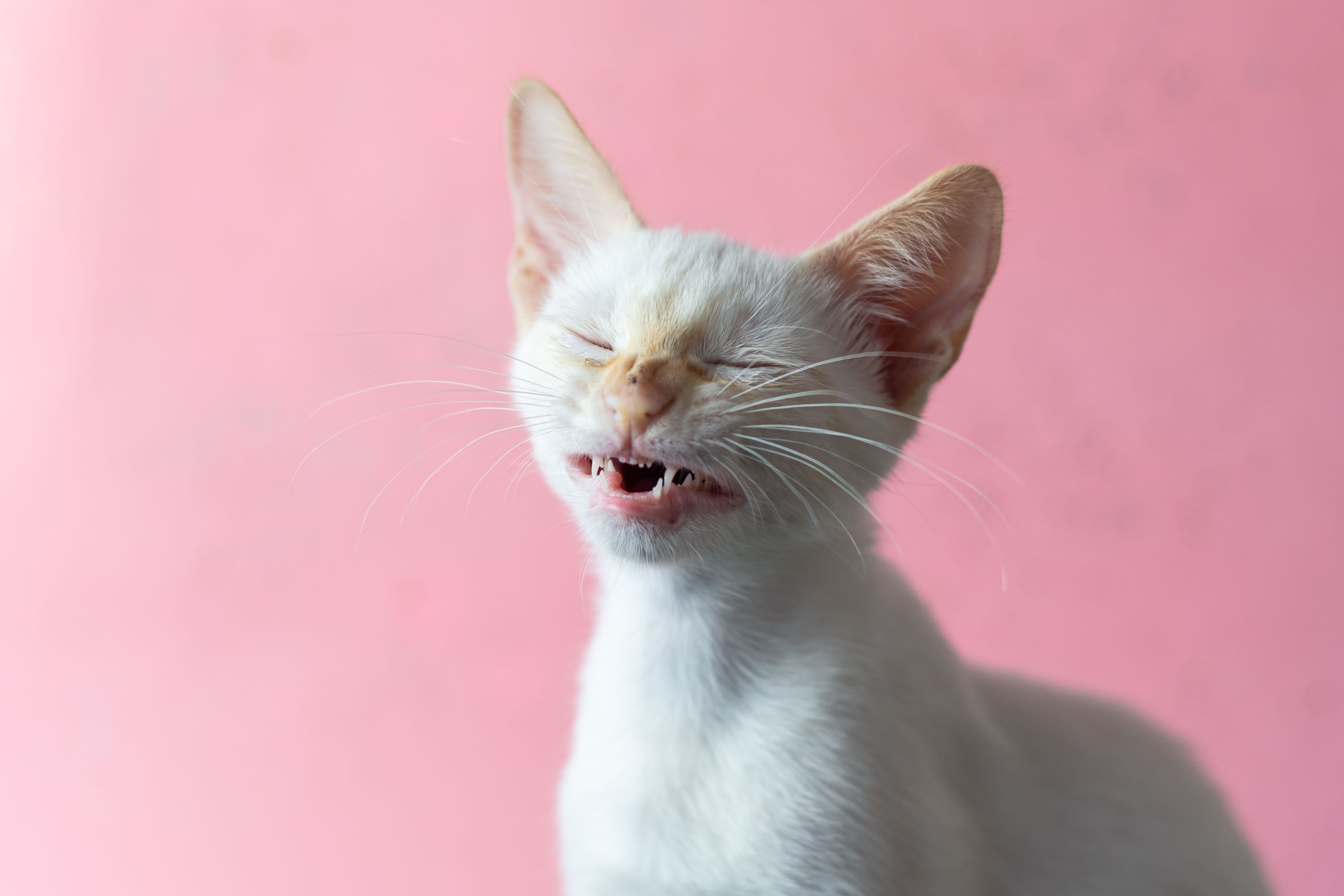 Allergies or Something Else: Your Cat's Health