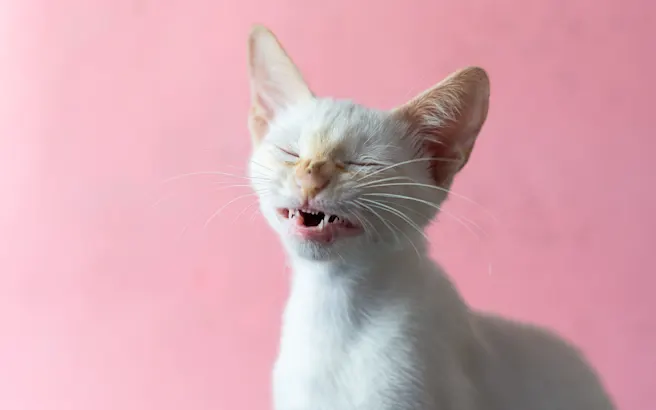 Allergies or Something Else: Your Cat's Health