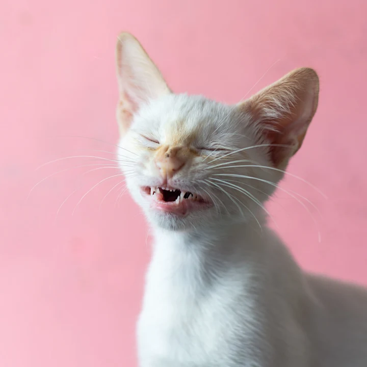 Allergies or Something Else: Your Cat's Health