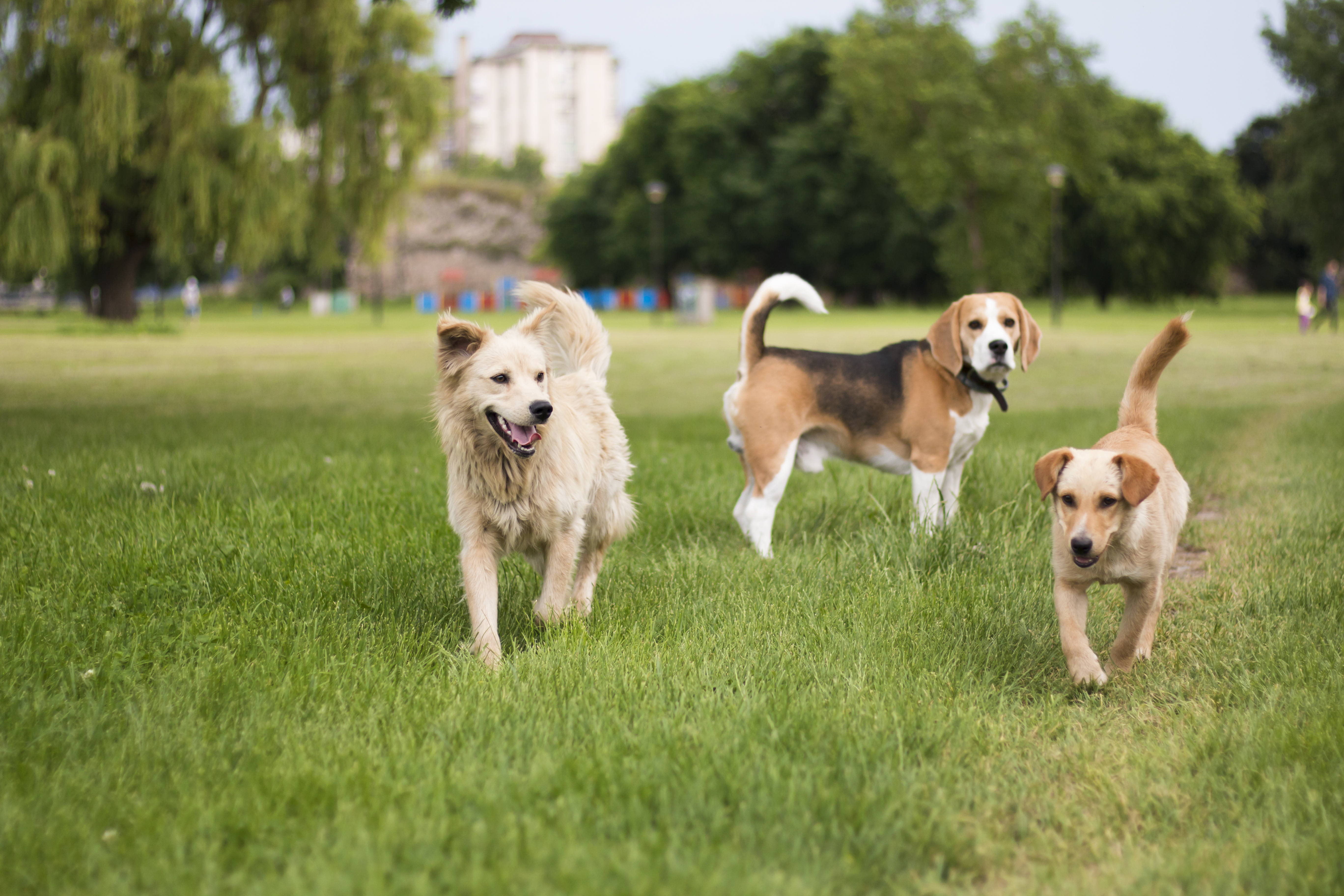 Dog-Friendly Activities in Allen