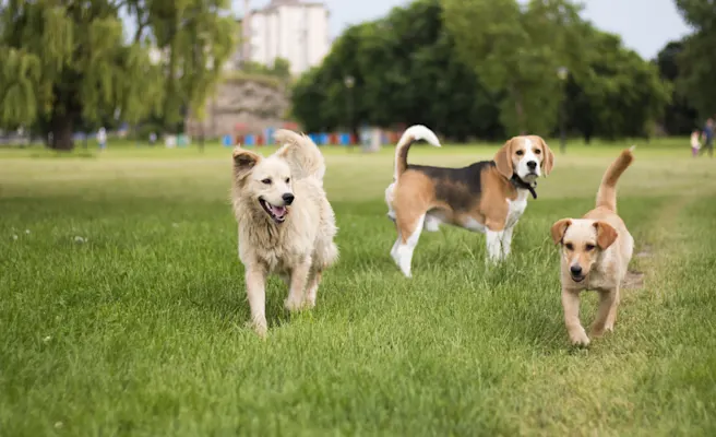 Dog-Friendly Activities in Allen