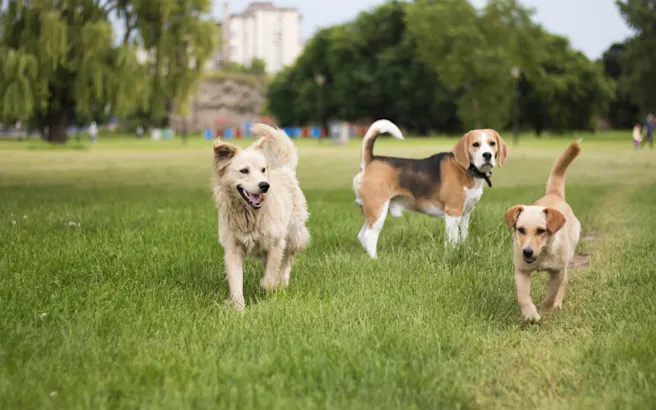 Dog-Friendly Activities in Allen