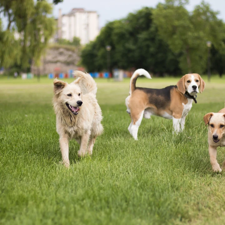 Dog-Friendly Activities in Allen