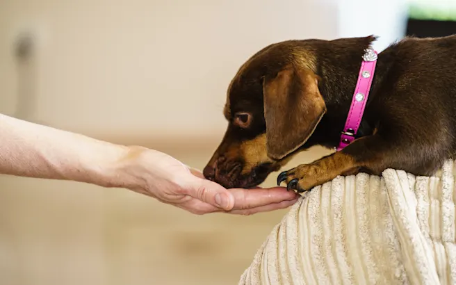 What Fall Foods Can My Dog Eat