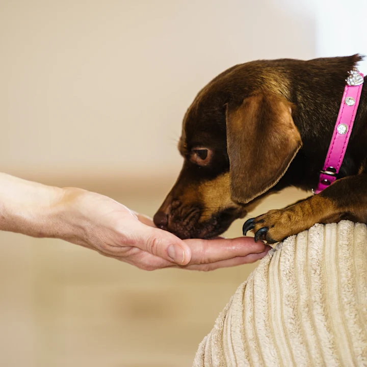 What Fall Foods Can My Dog Eat