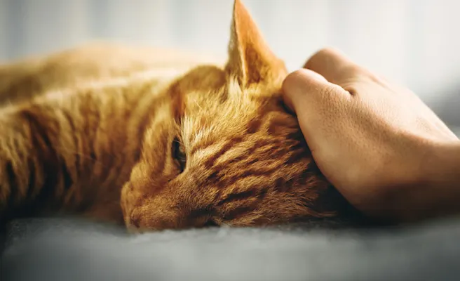 Why is My Cat Throwing Up Food? | Petfolk