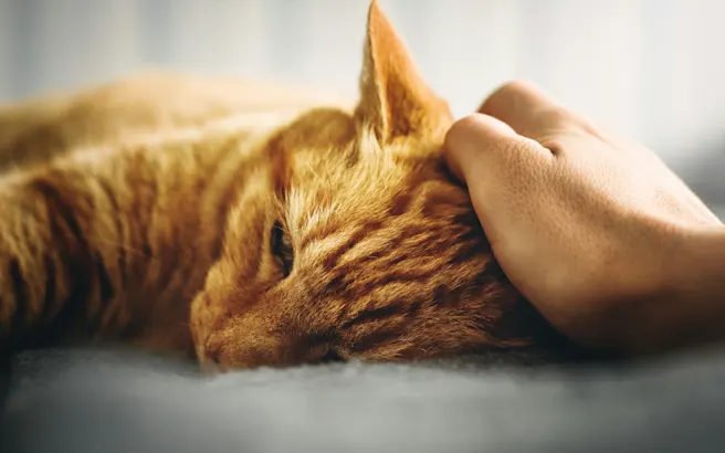 Why is My Cat Throwing Up Food? | Petfolk