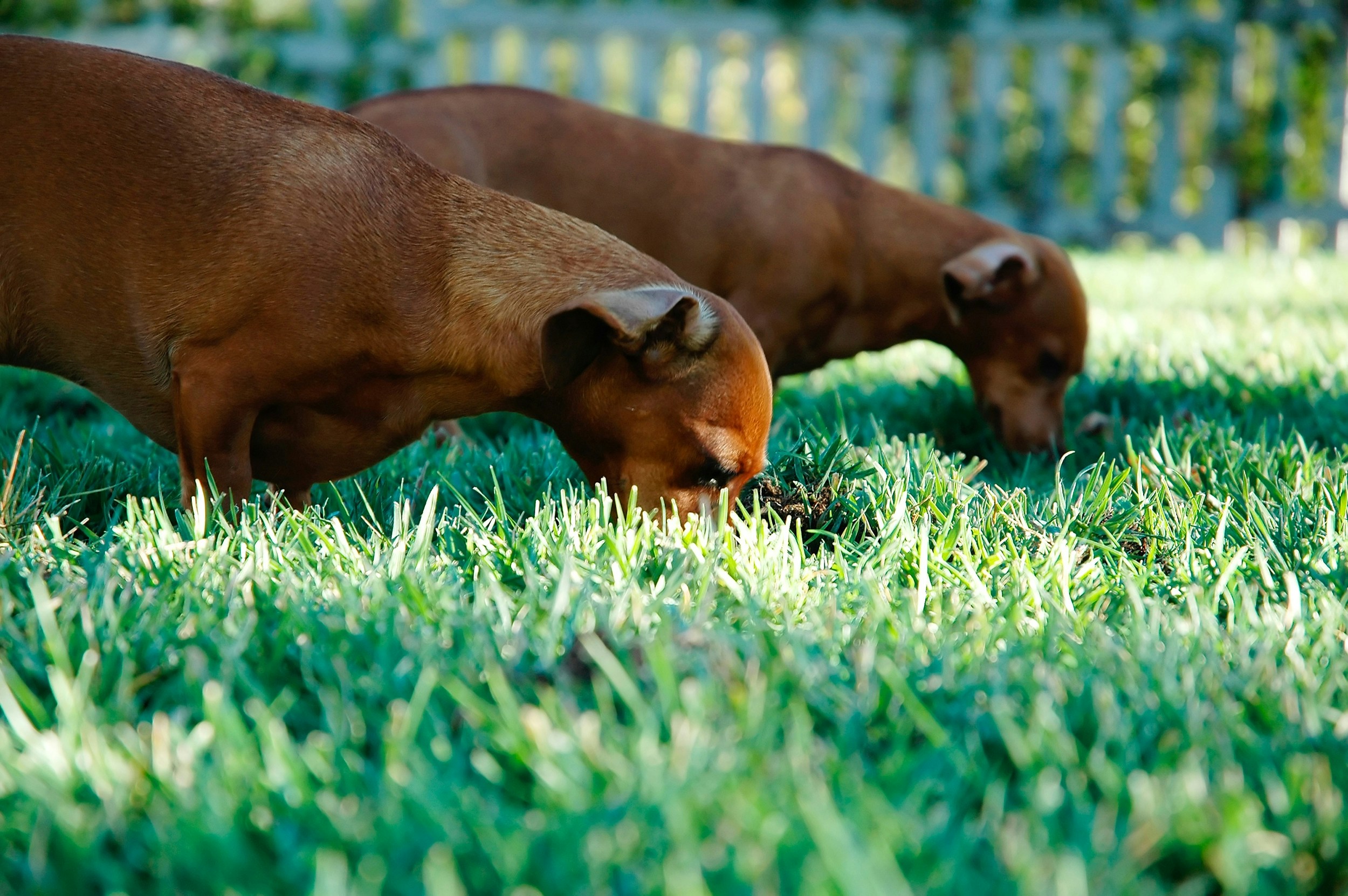 Dog Eating Grass: Why It Happens and When to Worry | Petfolk