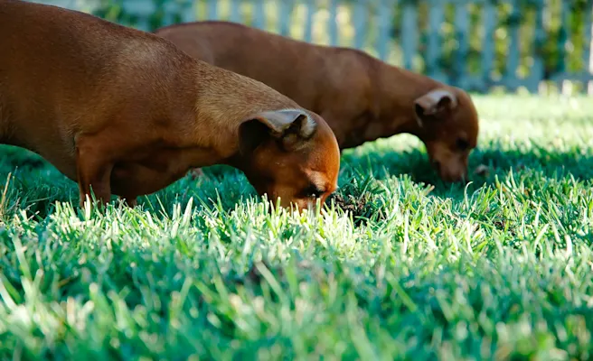 Dog Eating Grass: Why It Happens and When to Worry | Petfolk