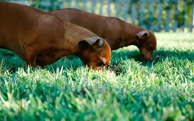 Dog Eating Grass: Why It Happens and When to Worry | Petfolk