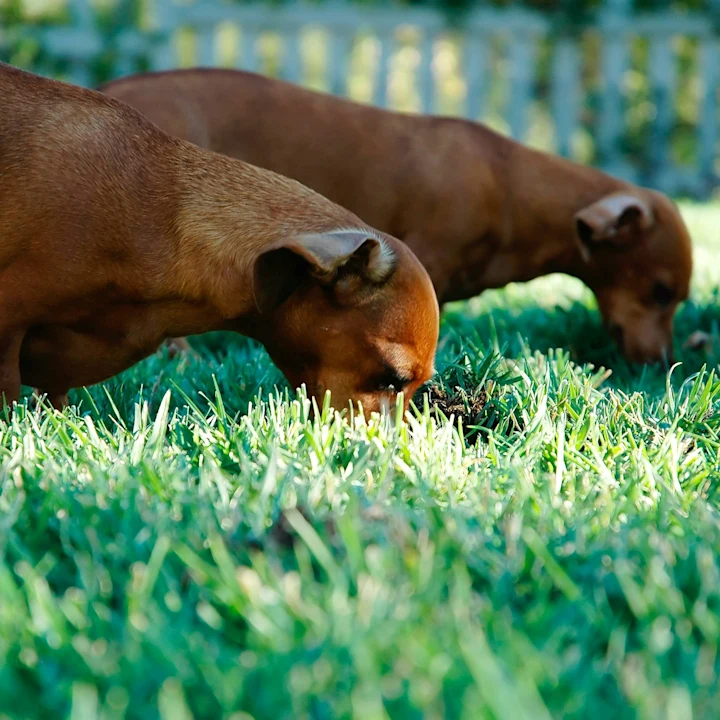 Dog Eating Grass: Why It Happens and When to Worry | Petfolk