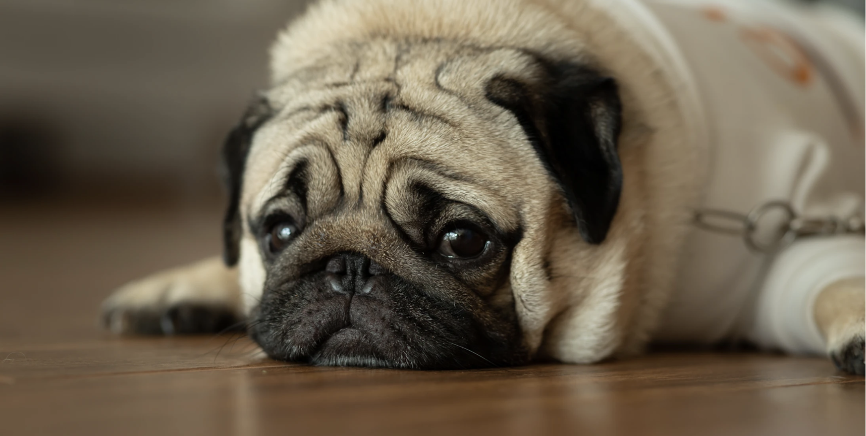 Signs of Heartworms in Dogs Explained