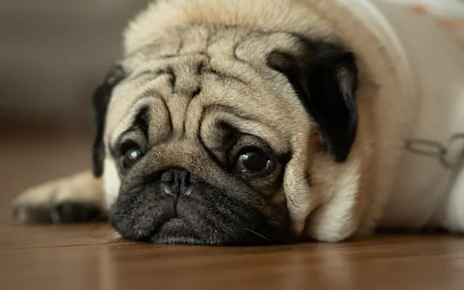 Signs of Heartworms in Dogs Explained
