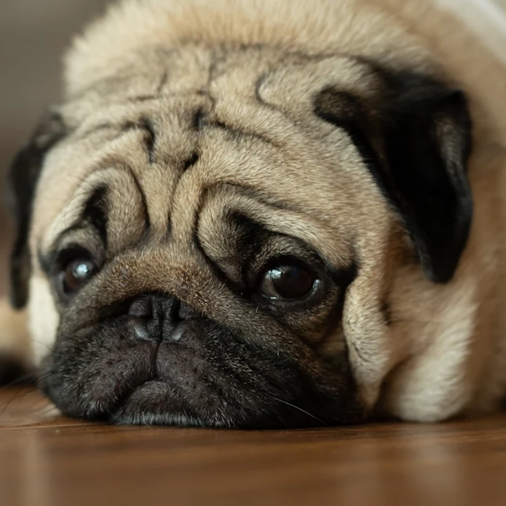 Signs of Heartworms in Dogs Explained