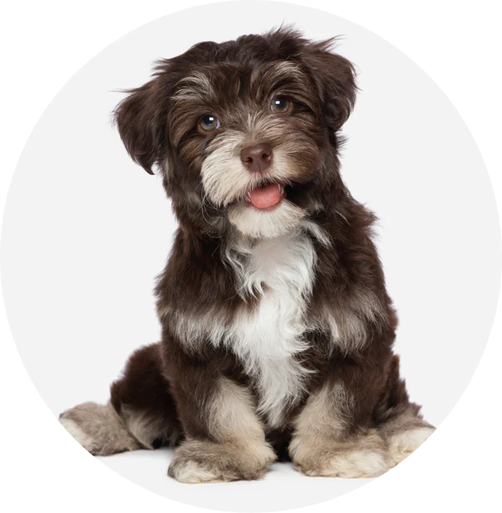 book-your-bordetella-vaccine-with-petfolk-petfolk