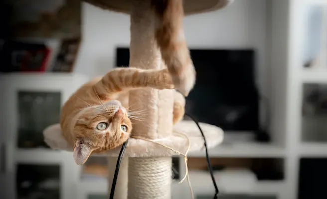 How to Keep Your Cat Active and Healthy