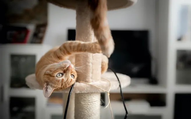 How to Keep Your Cat Active and Healthy