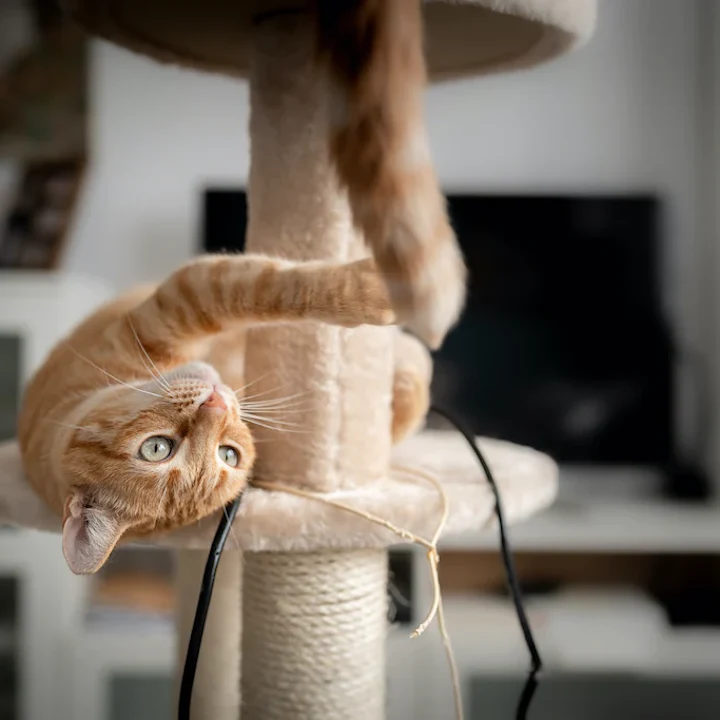How to Keep Your Cat Active and Healthy