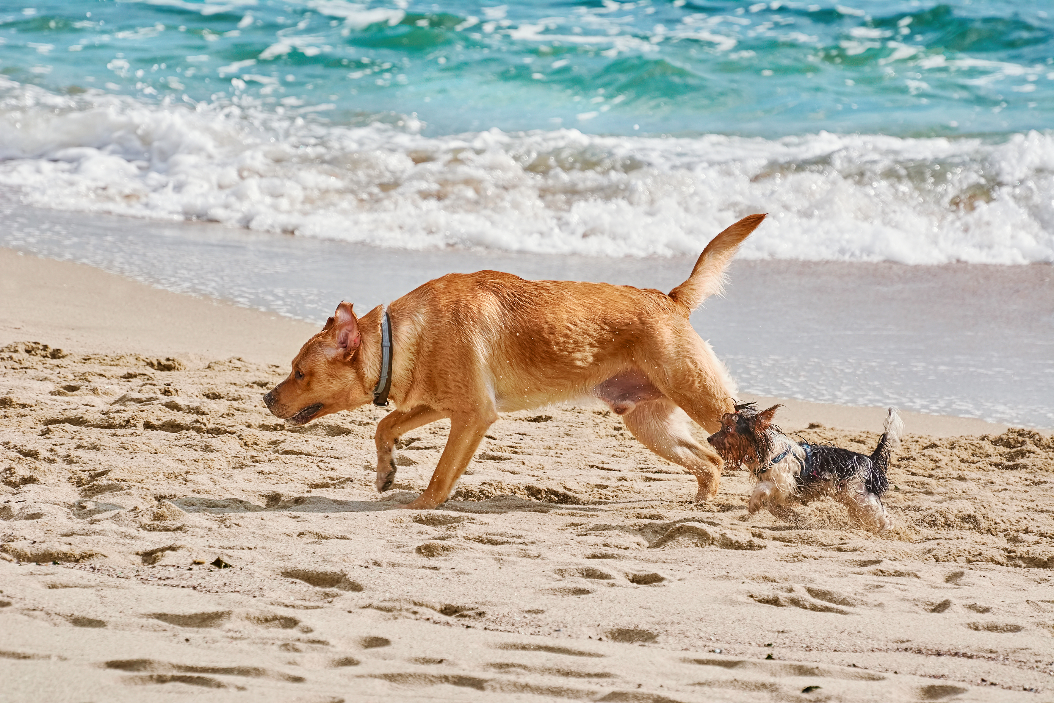Best Dog-Friendly Beaches, Parks & Things To Do in Miami