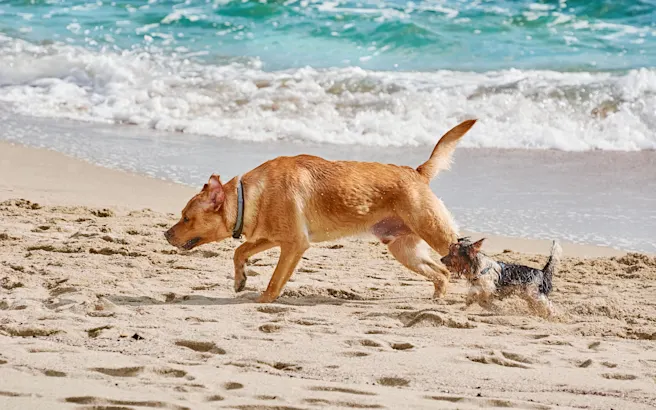 Best Dog-Friendly Beaches, Parks & Things To Do in Miami