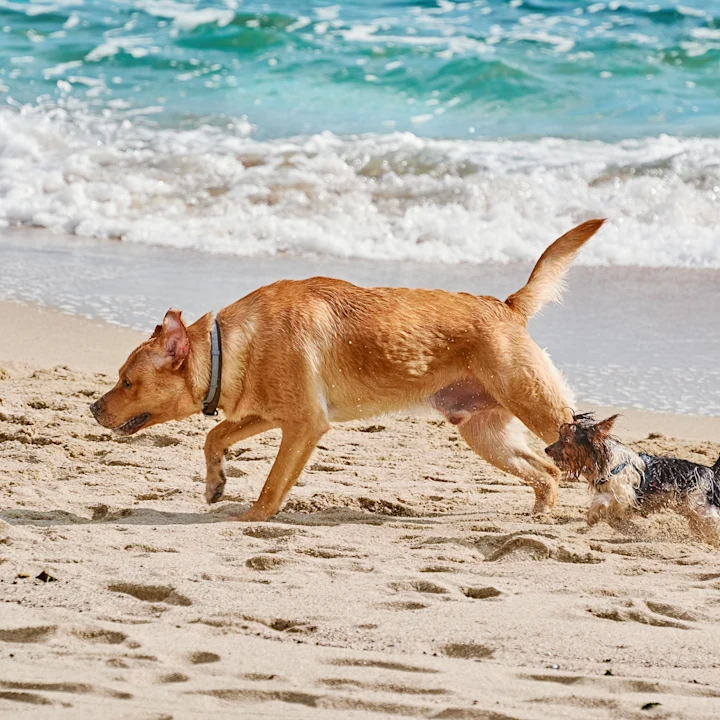 Best Dog-Friendly Beaches, Parks & Things To Do in Miami