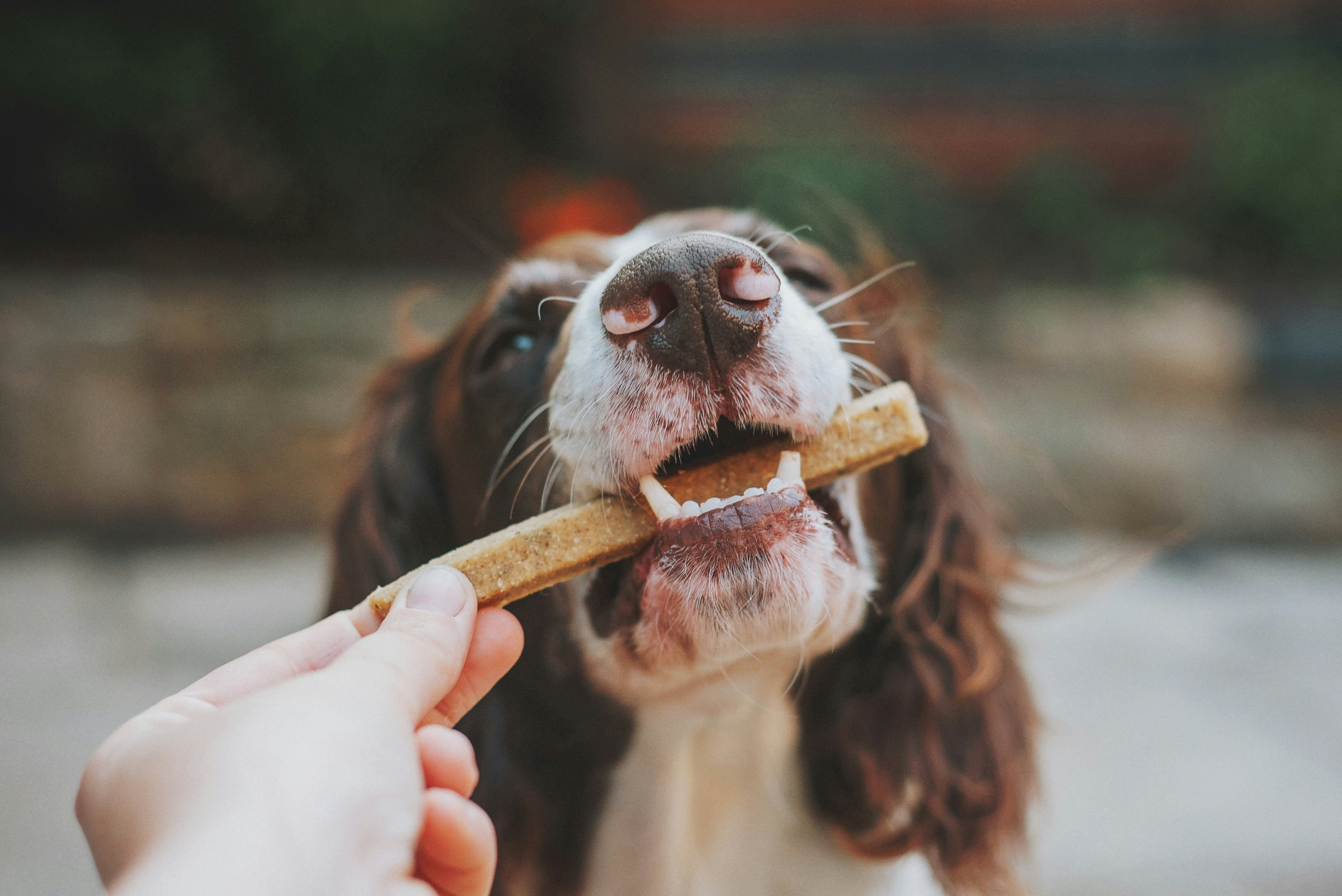 What to Feed a Dog with Diarrhea | Petfolk