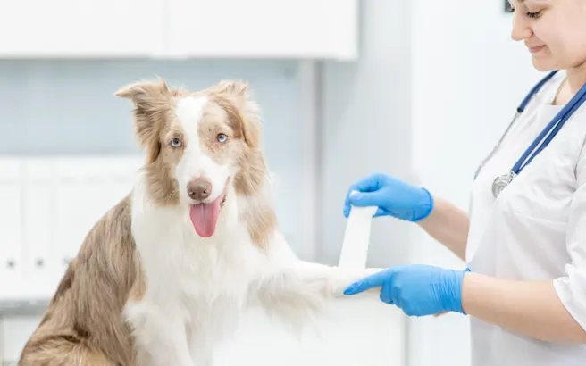Urgent Veterinary Care vs. Emergency Veterinary Care: Understanding the Differences