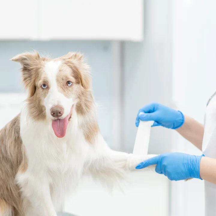 Urgent Veterinary Care vs. Emergency Veterinary Care: Understanding the Differences