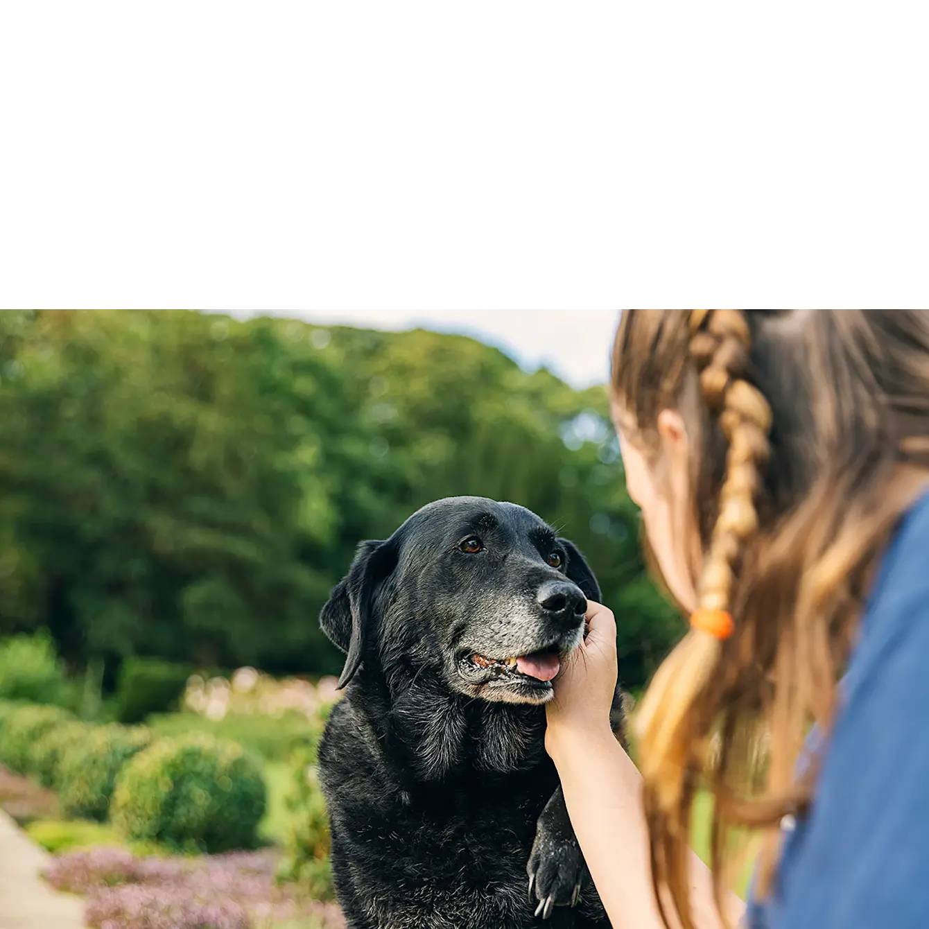 Where to Euthanize a Dog for Free near Me: Compassionate Pet Vet