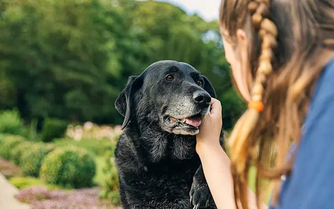 Cancer in Pets