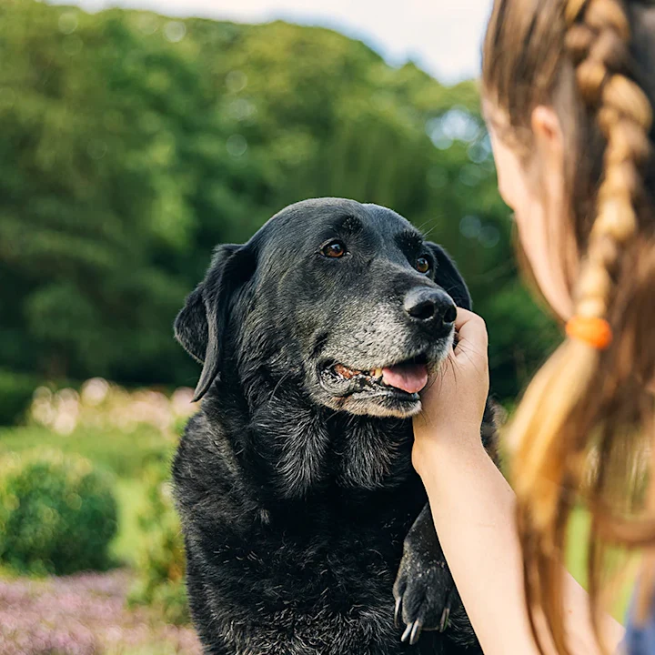 Cancer in Pets