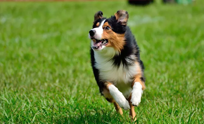 Dog-Friendly Parks, Restaurants, & Fun Activities in Huntersville