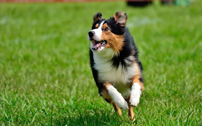 Dog-Friendly Parks, Restaurants, & Fun Activities in Huntersville