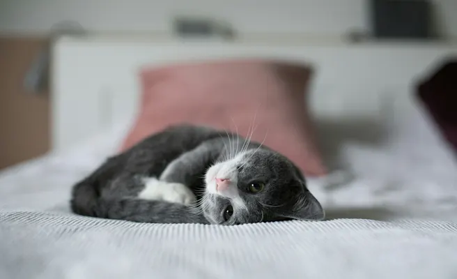 Cat Peeing a Lot? Causes & When to See a Vet