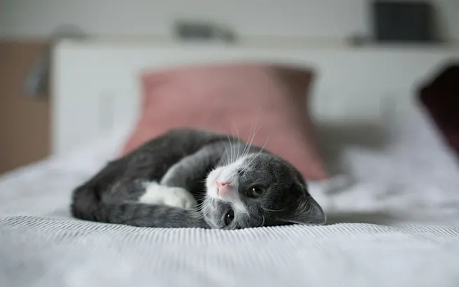 Cat Peeing a Lot? Causes & When to See a Vet