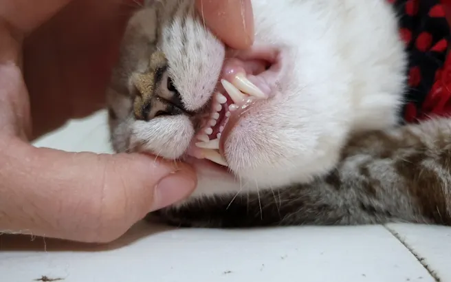 Signs Your Cat May Have Tooth Pain