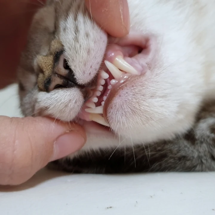 Signs Your Cat May Have Tooth Pain