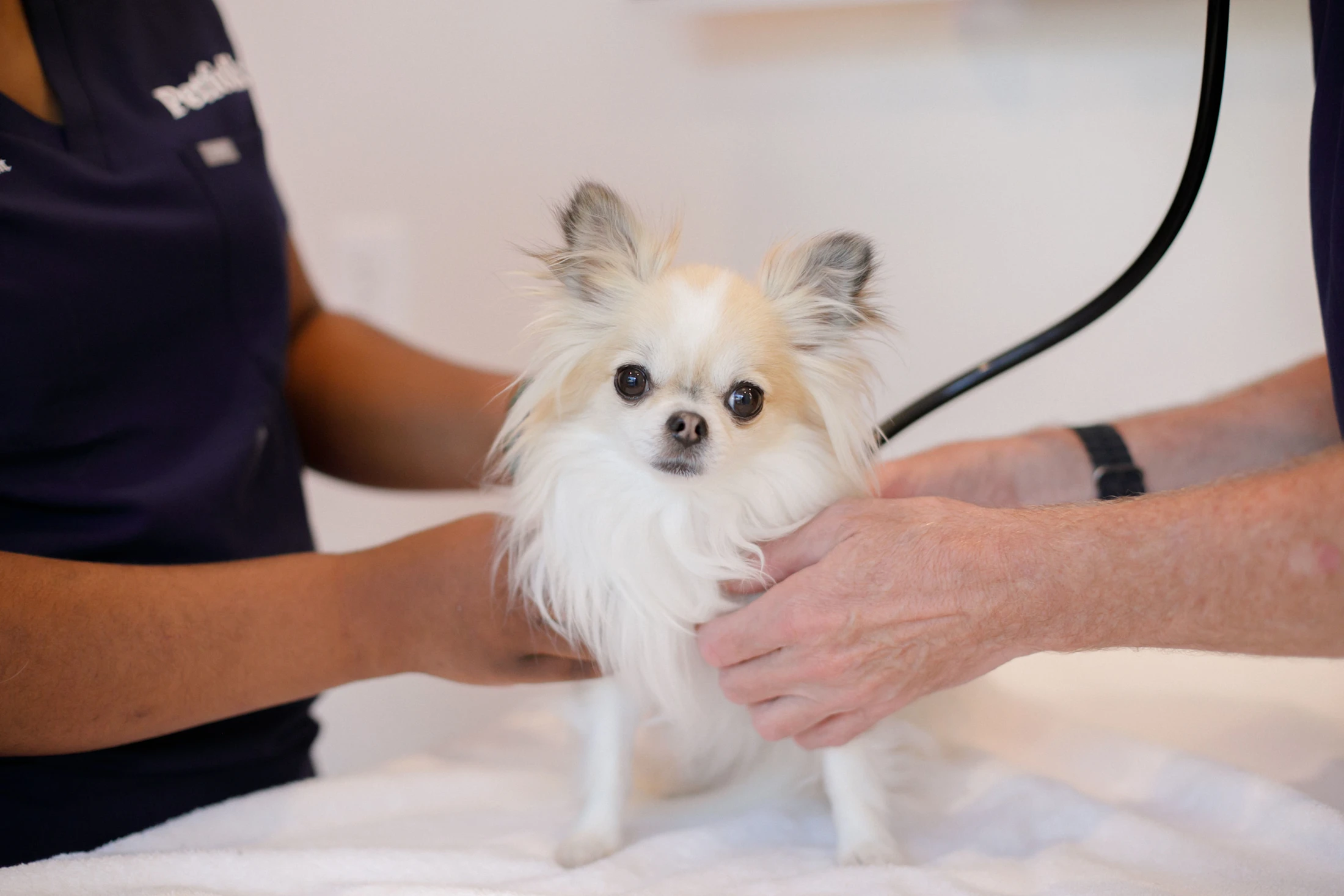 Early Disease Detection: A Pet Parent's Guide | Petfolk