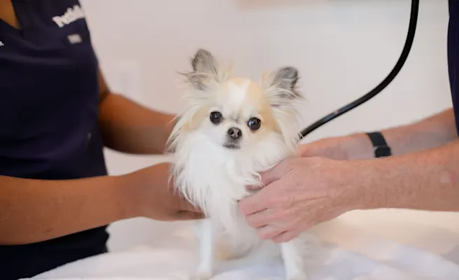 Early Disease Detection: A Pet Parent's Guide